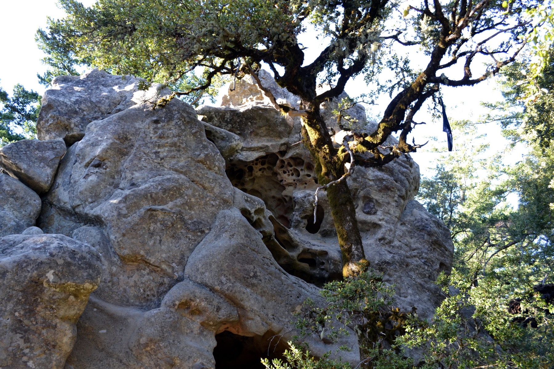 Weathered sandstone formations at Castle Rock State Park